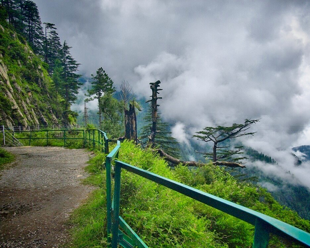 Muree